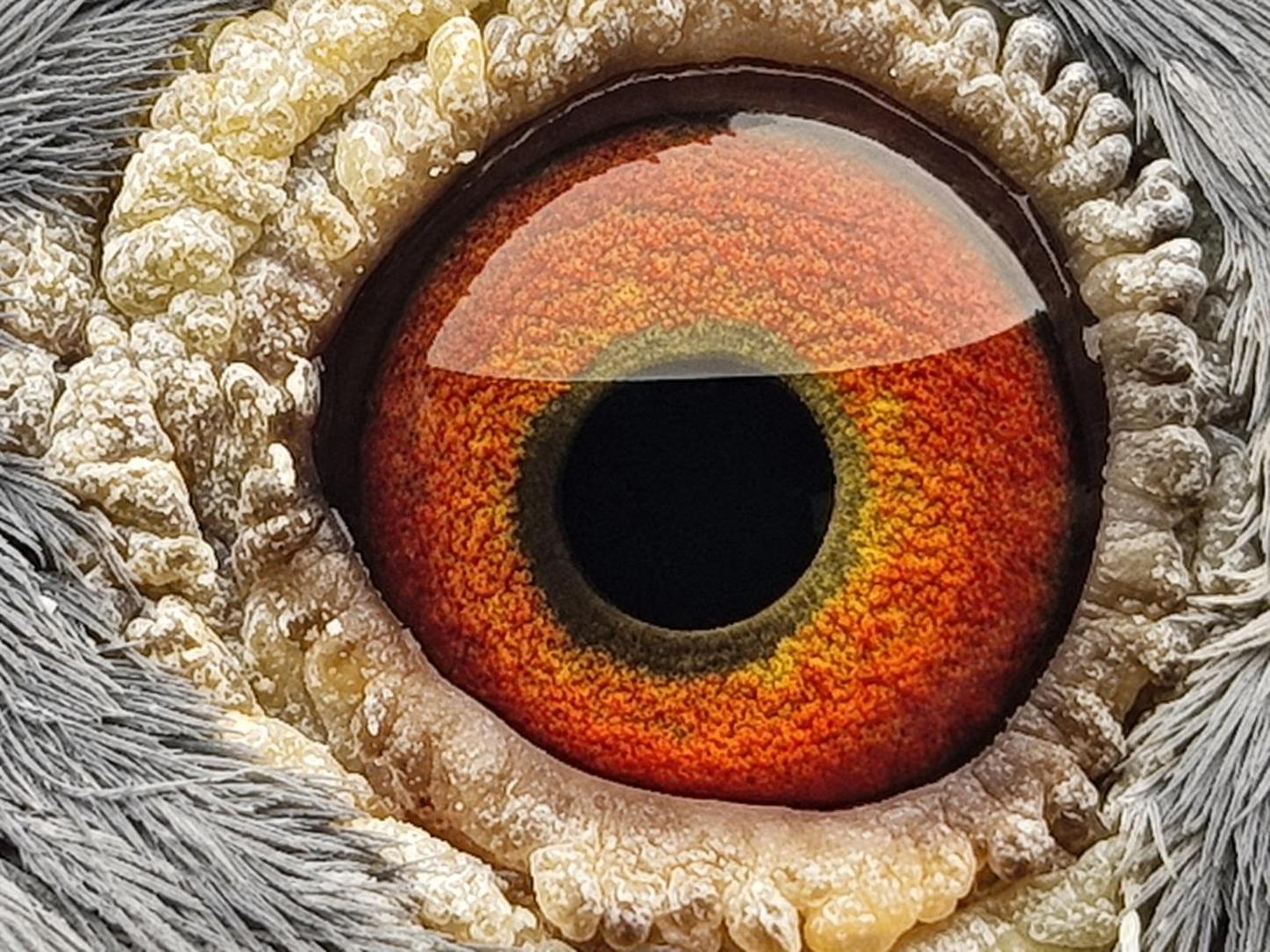 Pigeon eye